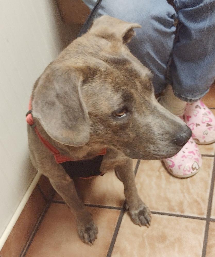 Enlarge Peaches, a Adopted mixed breed in Camden, SC image 2/6