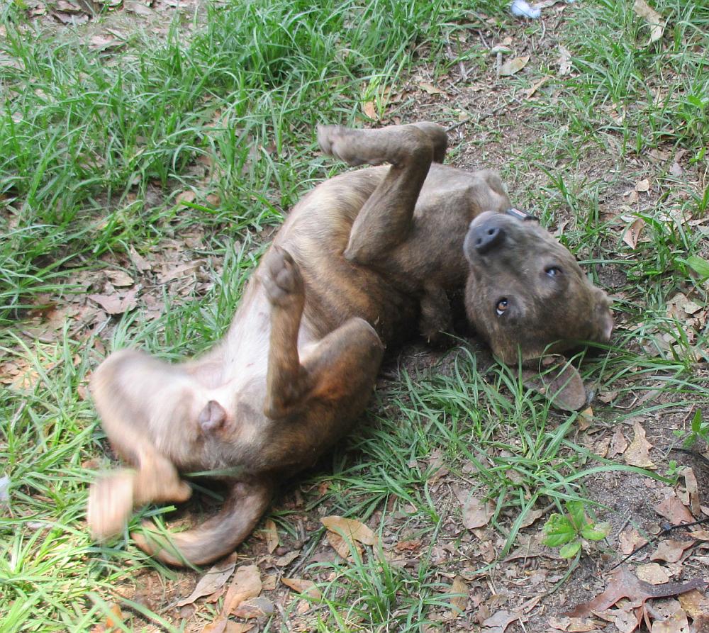 Enlarge Peaches, a Adopted mixed breed in Camden, SC image 4/6