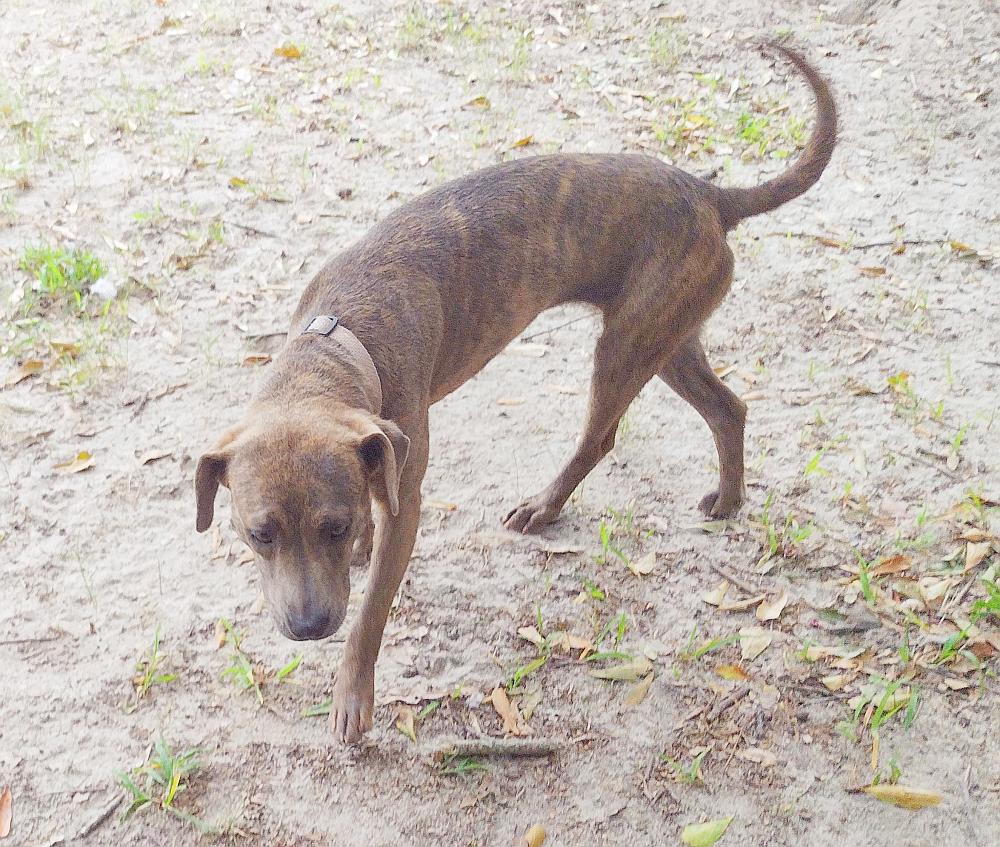 Enlarge Peaches, a Adopted mixed breed in Camden, SC image 3/6