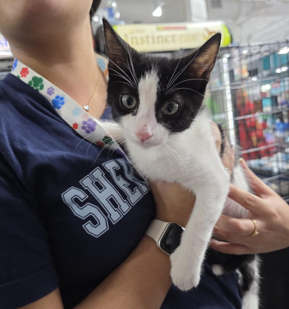 Figaro, Adoptable, Kitten Male Domestic Short Hair.