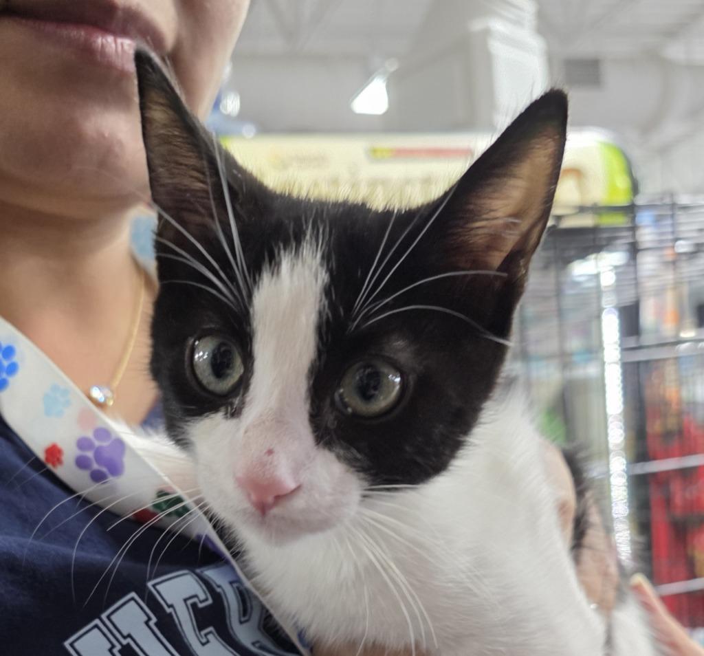 Enlarge Figaro, a Adoptable mixed breed in Buford, GA image 3/5
