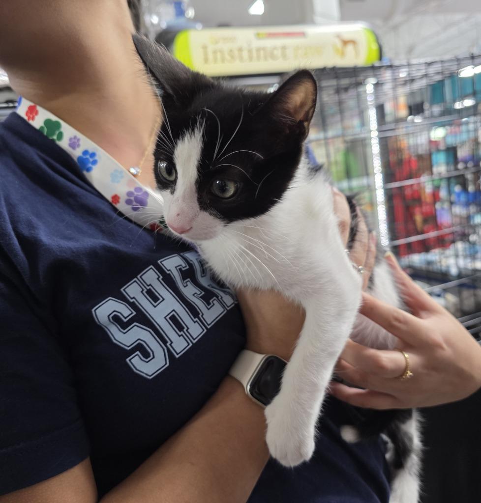 Enlarge Figaro, a Adoptable mixed breed in Buford, GA image 5/5