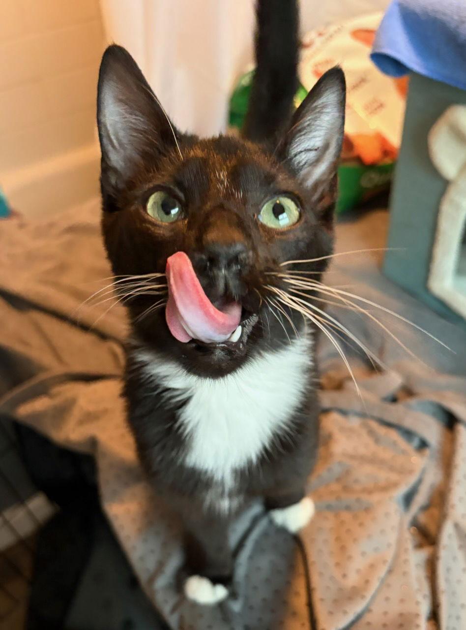 Manny, Adoptable, Kitten Male Domestic Short Hair.