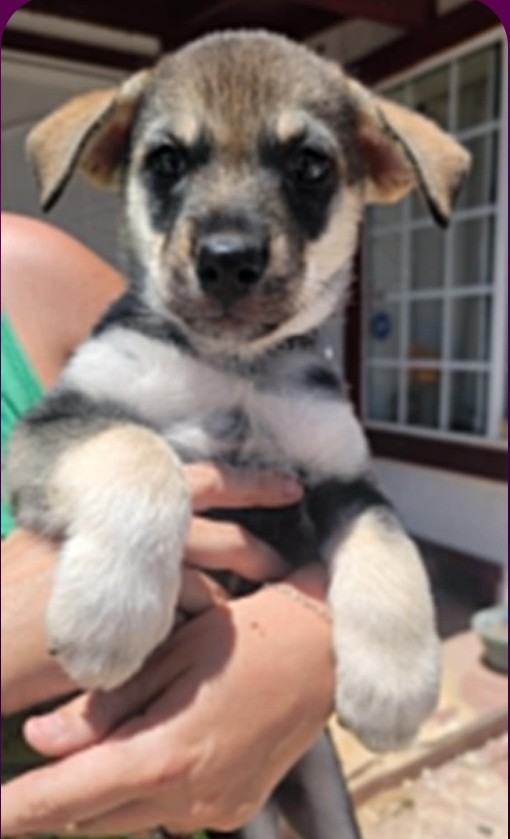 Enlarge Chunks, a Adopted German Shepherd Dog in Hesperia, CA image 1/1