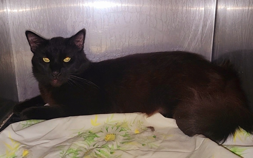 Cat for adoption OBSIDIAN, a Domestic Long Hair in Buckhannon, WV Petfinder