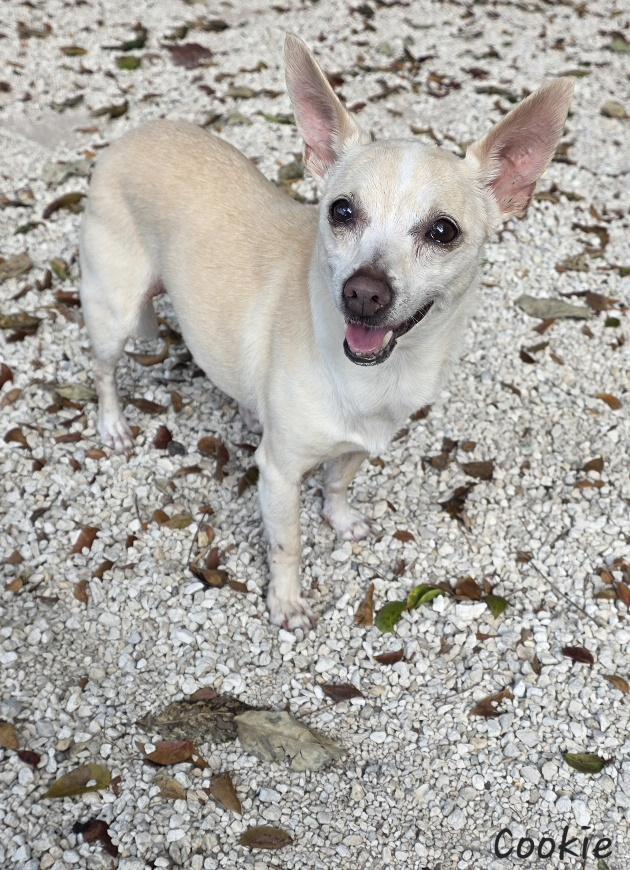 Cookie, a ADOPTABLE Chihuahua in Key Largo, FL image 2/3