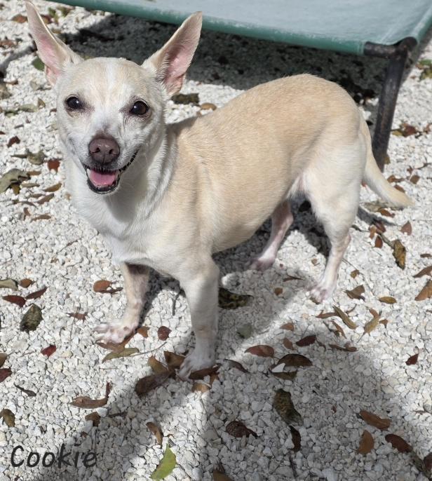 Cookie, a ADOPTABLE Chihuahua in Key Largo, FL image 3/3