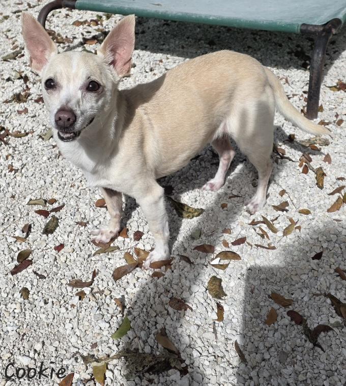 Cookie, ADOPTABLE, Senior Female Chihuahua.