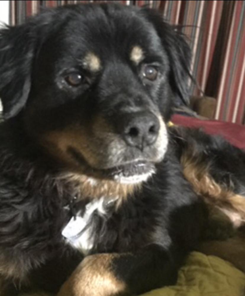 Enlarge Rocco, a Adoptable mixed breed in Mesquite, TX image 1/1