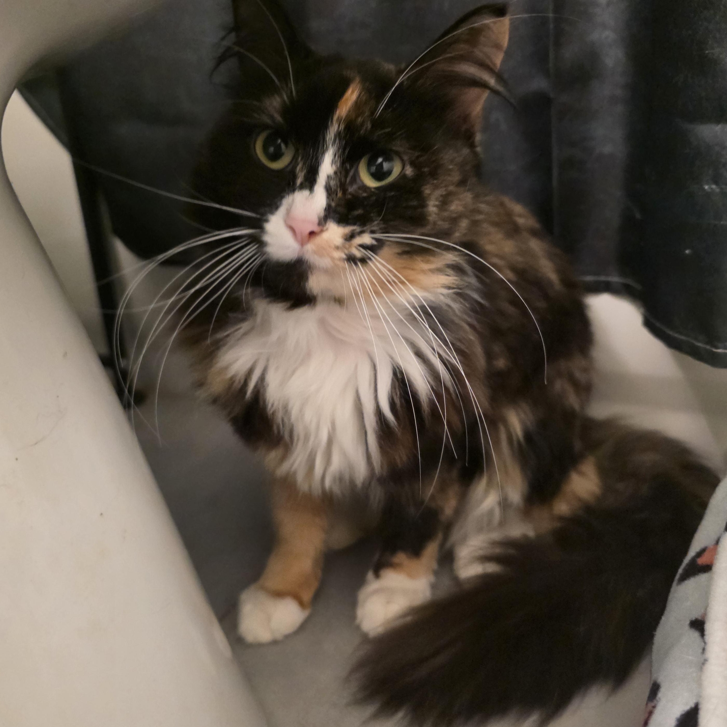 Enlarge Amber, an adopted mixed breed in Moriches, NY image 1/1