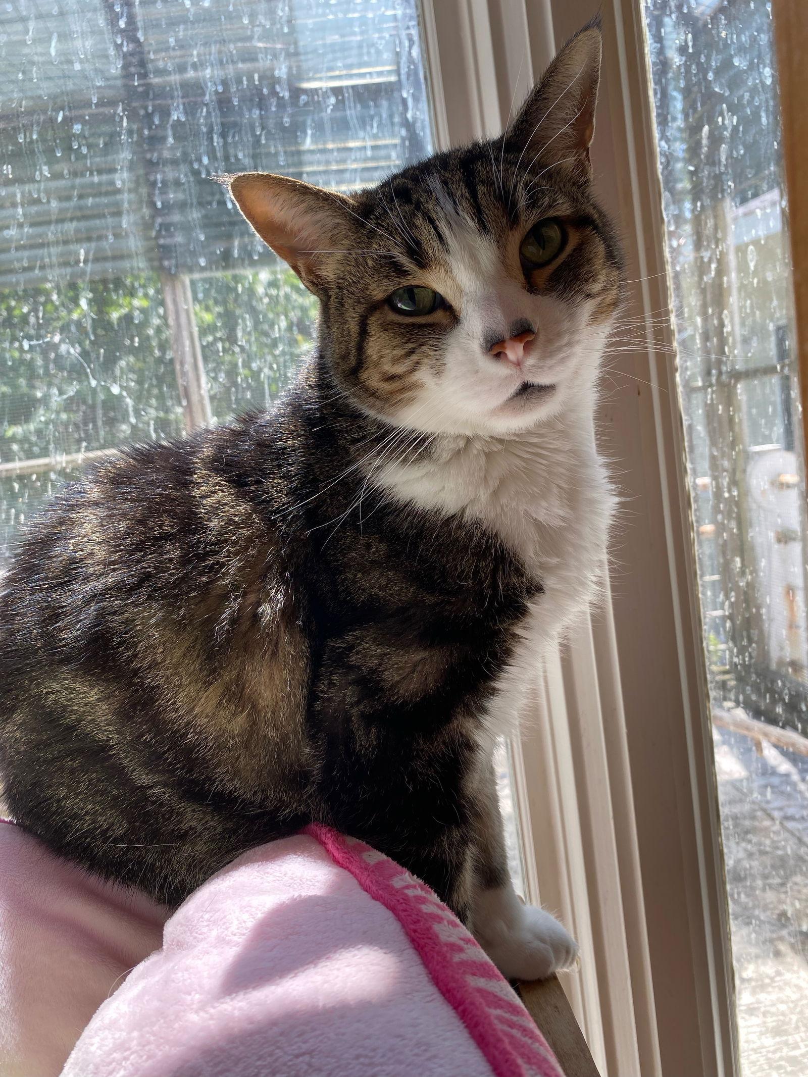 Deuce, a Adoptable Domestic Short Hair in Lutherville, MD image 1/3