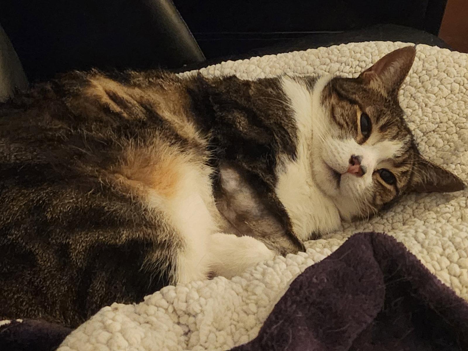 Enlarge Deuce, a Adoptable Domestic Short Hair in Lutherville, MD image 2/3