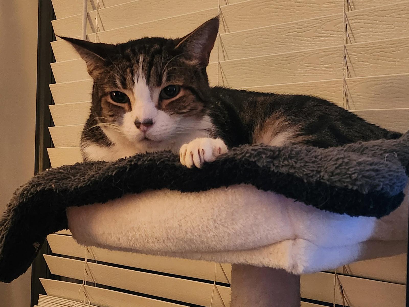 Enlarge Deuce, a Adoptable Domestic Short Hair in Lutherville, MD image 3/3