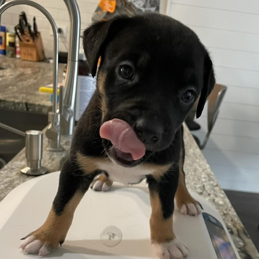 Indy, Adoptable, Puppy Female Terrier & Mixed Breed.