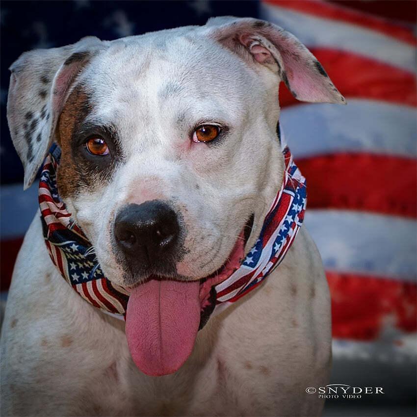 Dottie, a Adoptable mixed breed in Charlotte, NC image 2/5