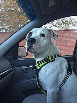 Dottie, a Adoptable mixed breed in Charlotte, NC image 5/5