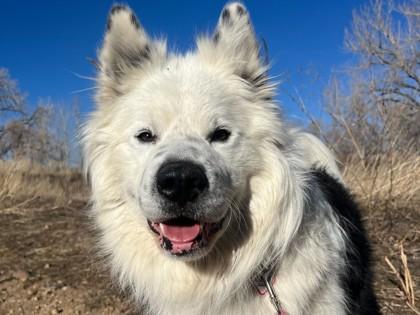 Moochacho, Adoptable, Adult Male Chow Chow & Mixed Breed.