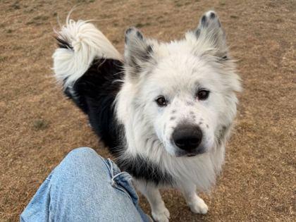 Moochacho, a Adoptable mixed breed in Boulder, CO image 2/2