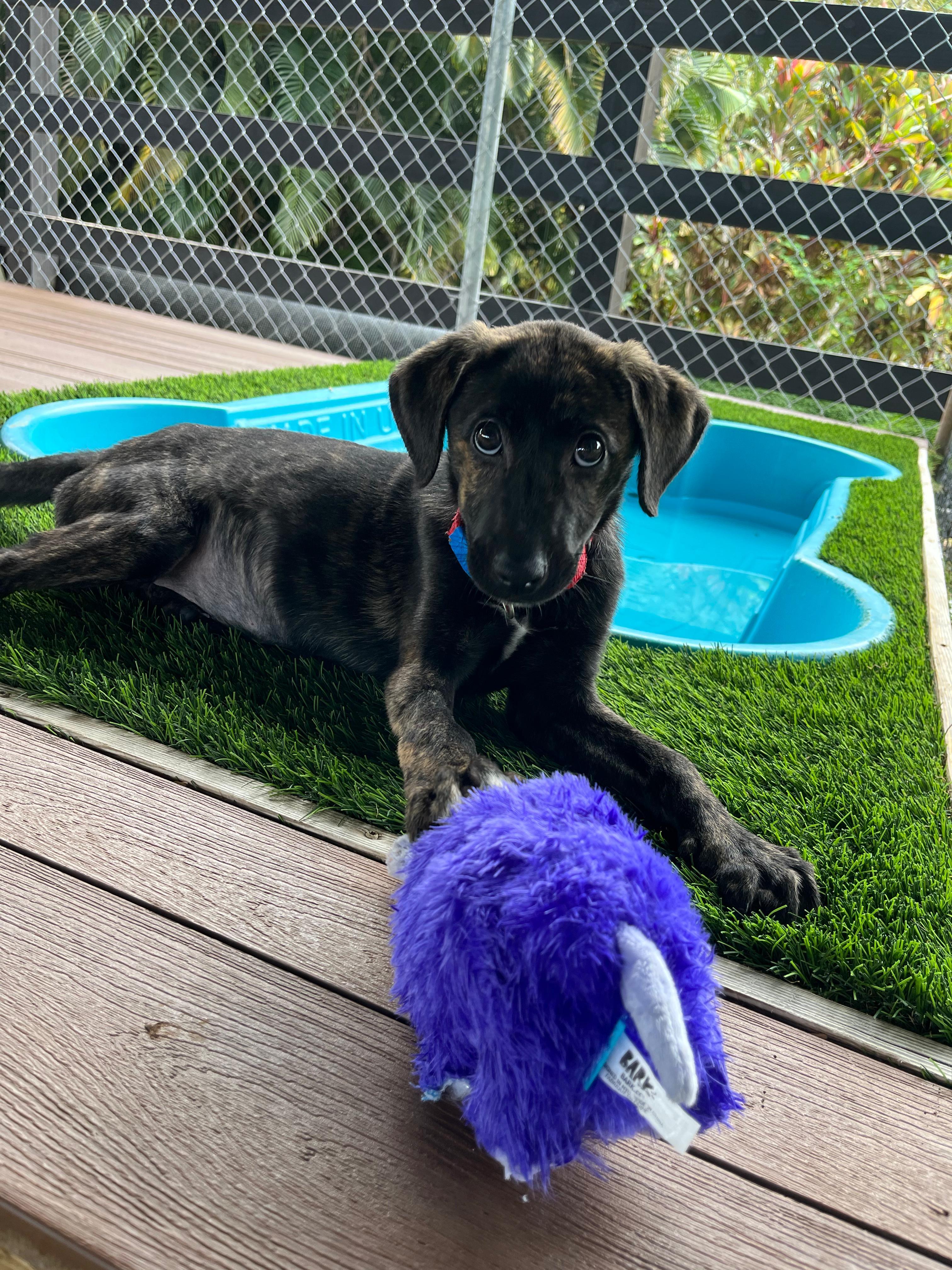 Enlarge Tigra, a Adoptable mixed breed in Barrington, NH image 2/4