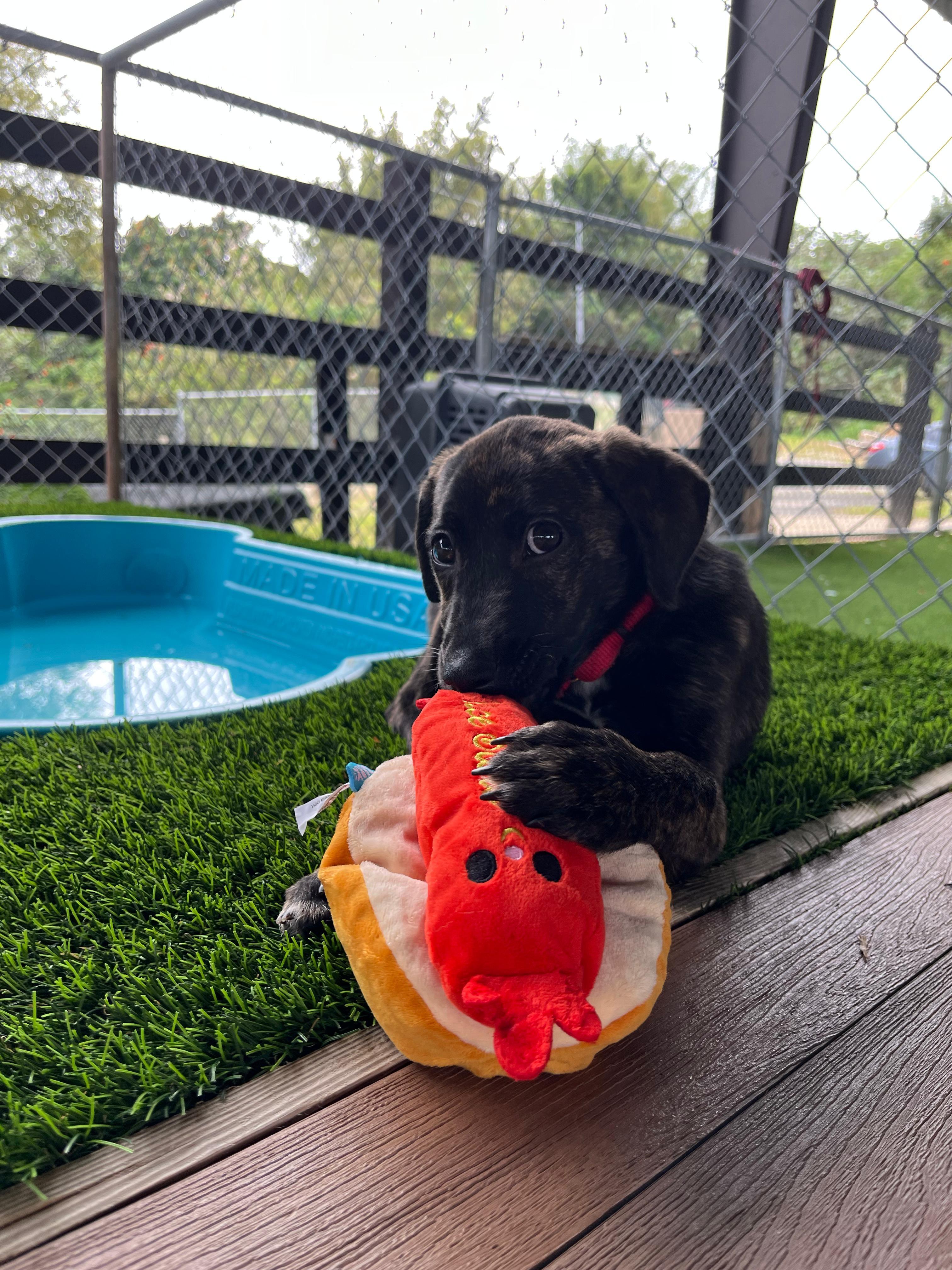 Enlarge Tigra, a Adoptable mixed breed in Barrington, NH image 3/4