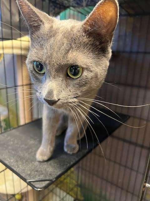 SARDINES, an adoptable Domestic Short Hair in Ironwood, MI, 49938 | Photo Image 3