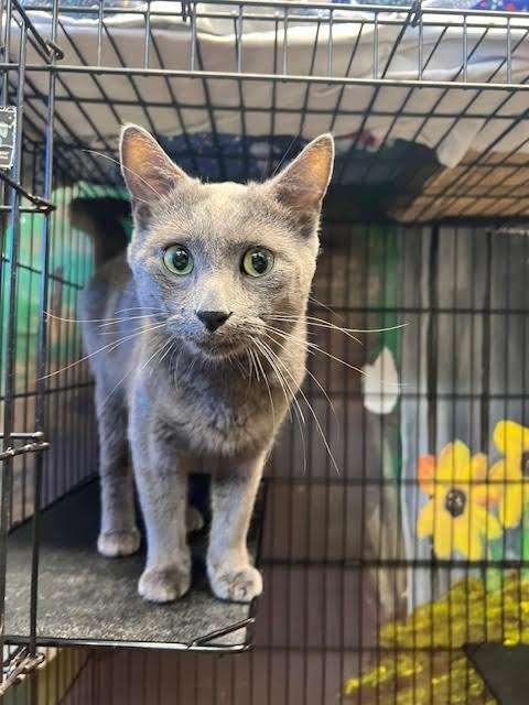 SARDINES, an adoptable Domestic Short Hair in Ironwood, MI, 49938 | Photo Image 1