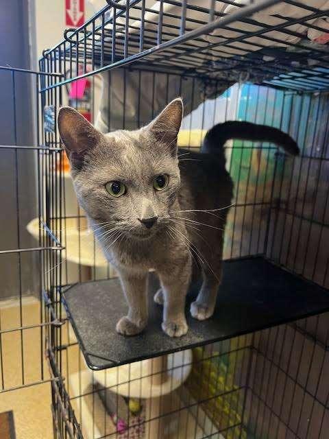 SARDINES, an adoptable Domestic Short Hair in Ironwood, MI, 49938 | Photo Image 2