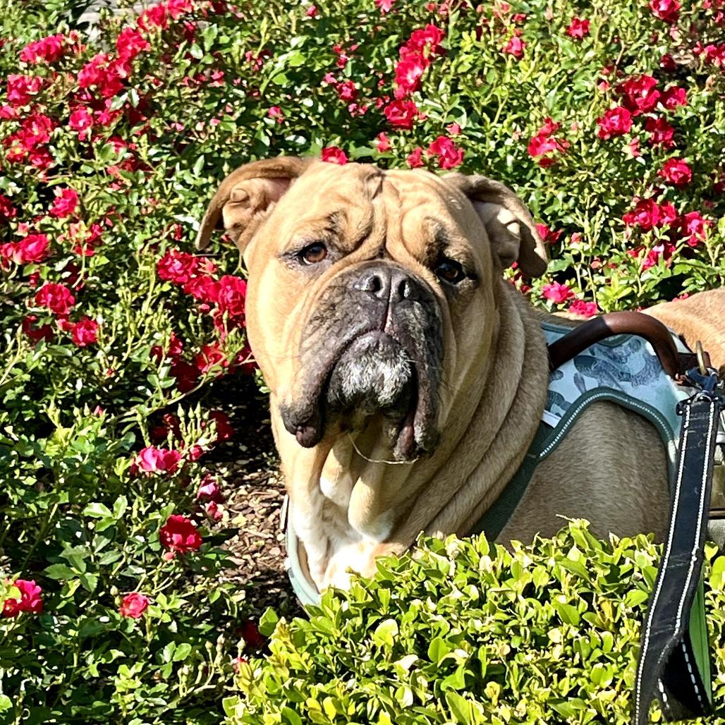 Enlarge Leonard, a Adoptable Bulldog in Tacoma, WA image 5/6