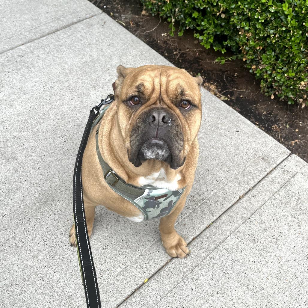 Enlarge Leonard, a Adoptable Bulldog in Tacoma, WA image 2/6