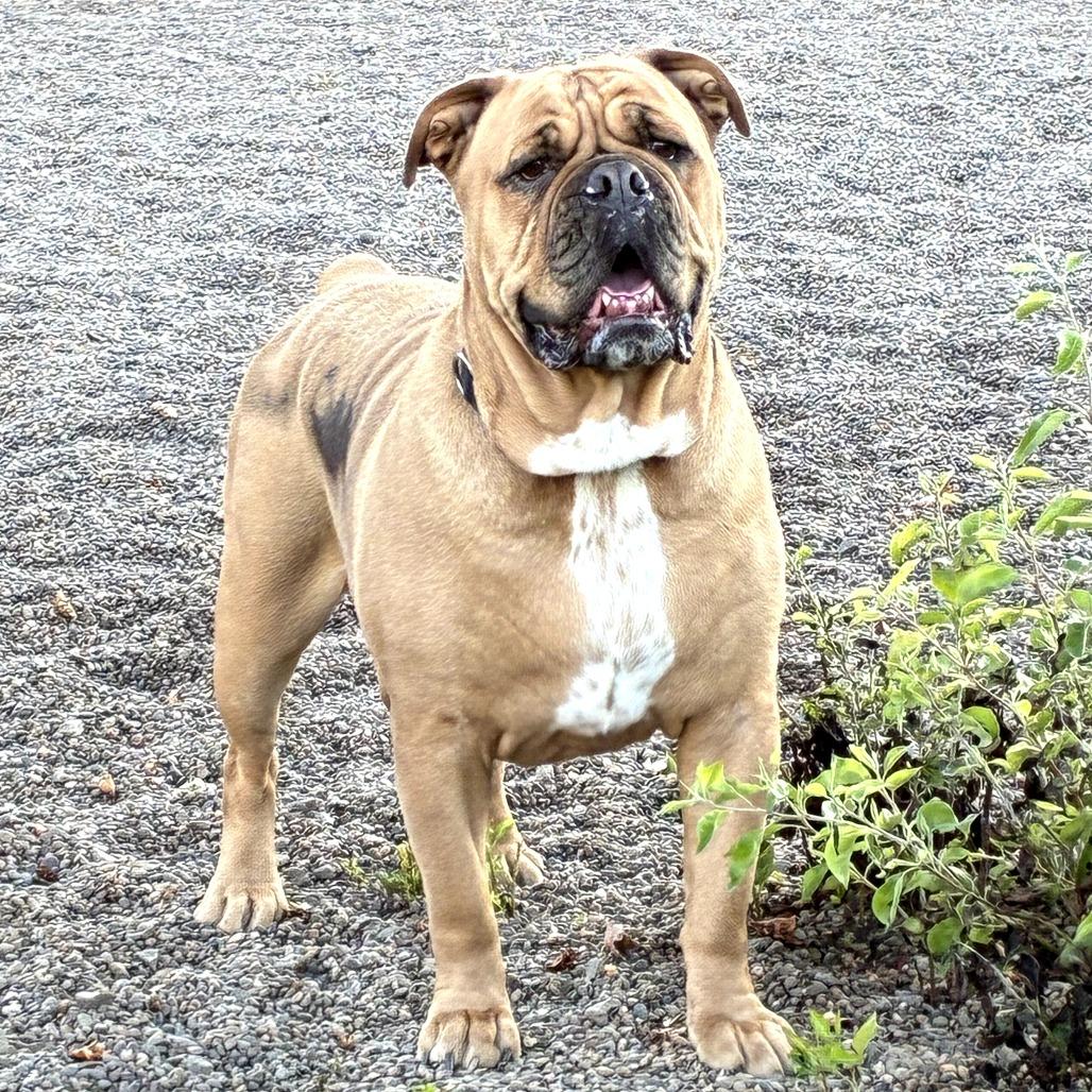 Leonard, Adoptable, Adult Male Bulldog.