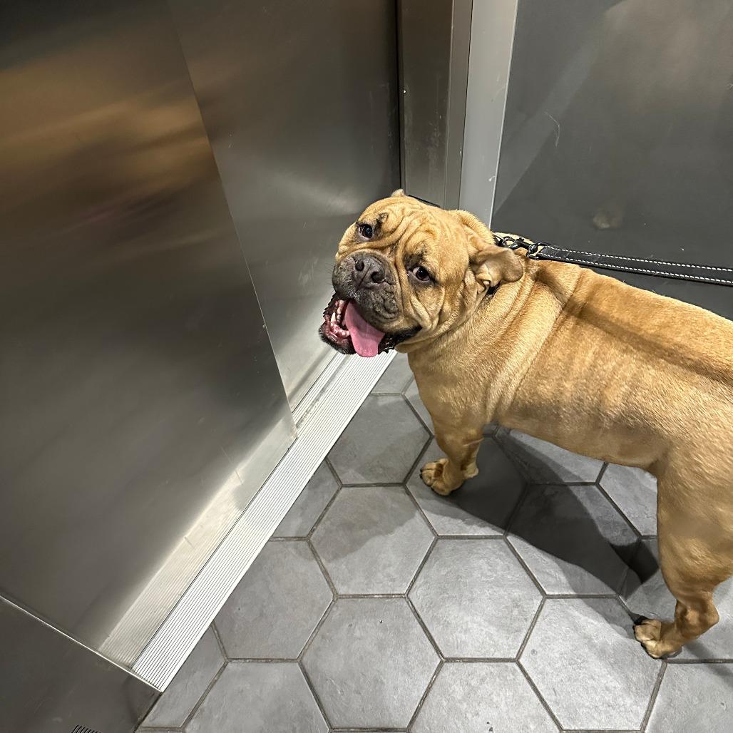Enlarge Leonard, a Adoptable Bulldog in Tacoma, WA image 4/6