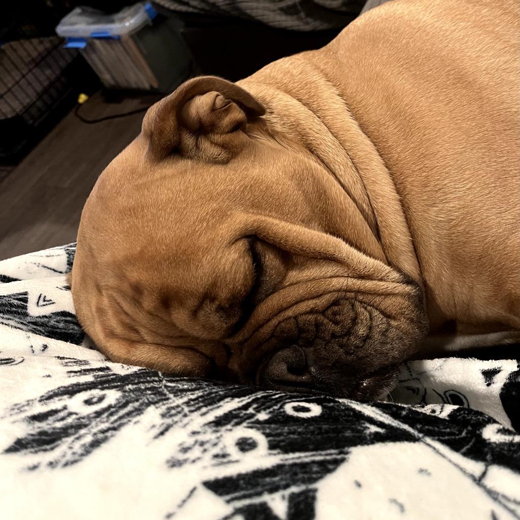 Enlarge Leonard, a Adoptable Bulldog in Tacoma, WA image 3/6