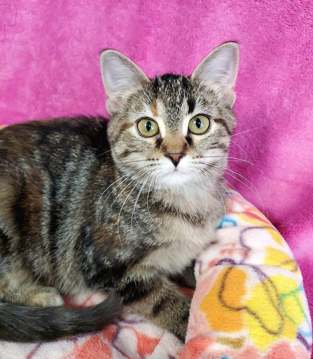 Sage, Adoptable, Young Female Domestic Short Hair.