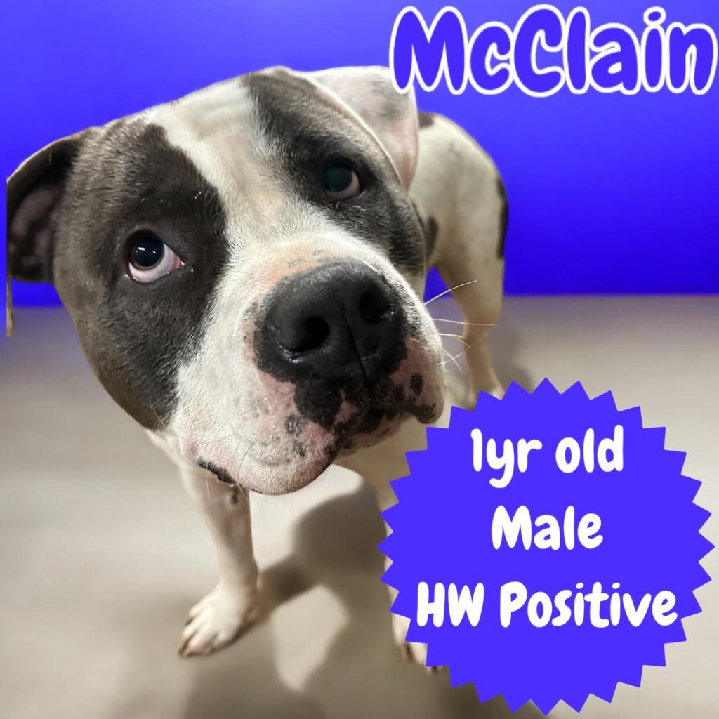 Enlarge McClain, a Adopted Staffordshire Bull Terrier in Sorrento, LA image 1/1