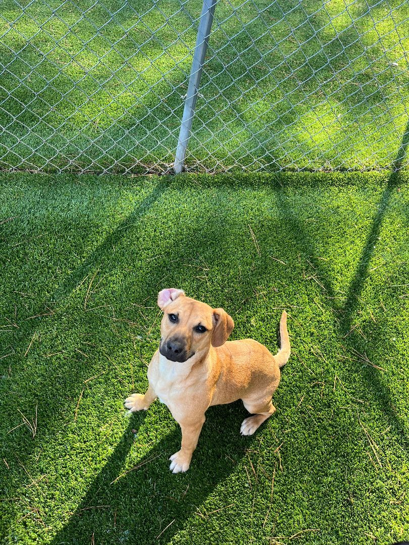 Lavender, a Adoptable mixed breed in Salisbury, NC image 2/4