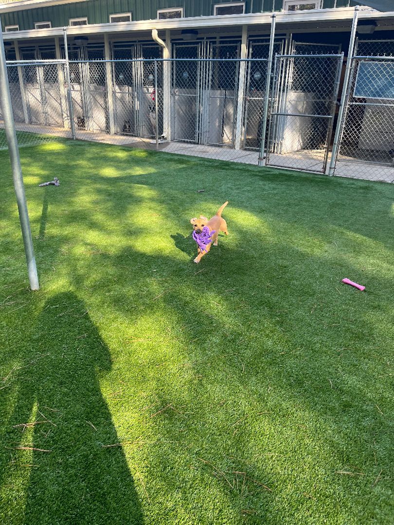 Lavender, a Adoptable mixed breed in Salisbury, NC image 3/4