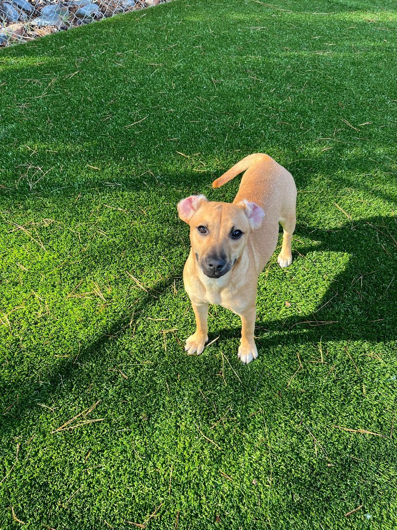 Lavender, Adoptable, Adult Female Labrador Retriever.