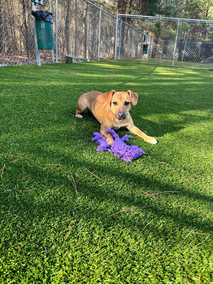 Lavender, a Adoptable mixed breed in Salisbury, NC image 4/4