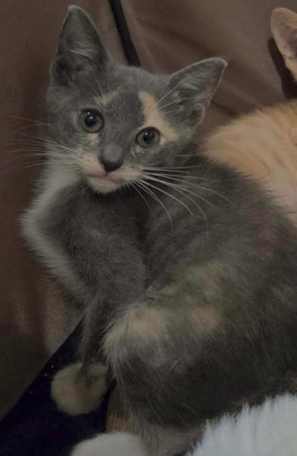 Tirameowsu, Adopted, Kitten Female Domestic Short Hair.