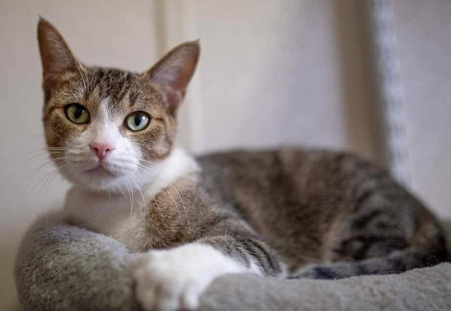 Marsha, Adoptable, Adult Female Domestic Short Hair.