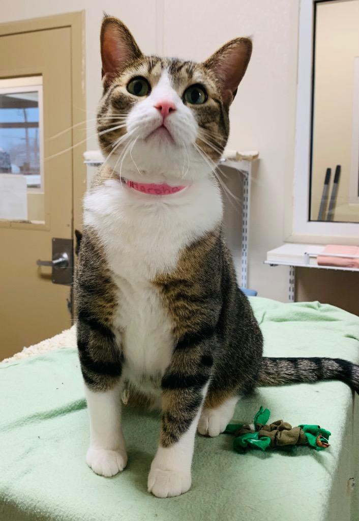 Marsha, a Adoptable mixed breed in Fremont, OH image 2/4