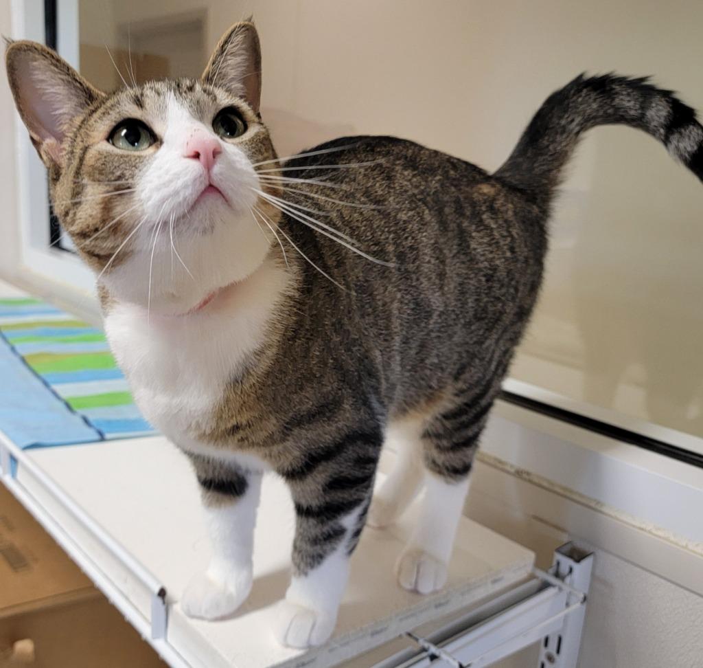 Marsha, a Adoptable mixed breed in Fremont, OH image 3/4