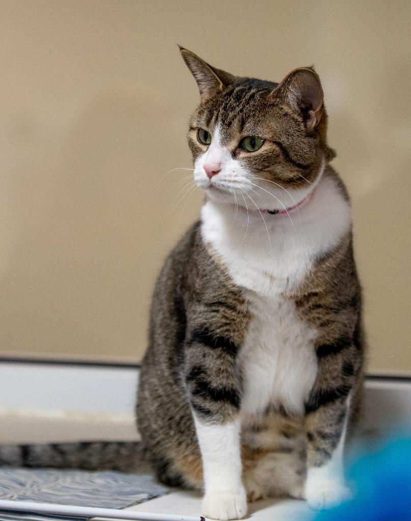 Marsha, a Adoptable mixed breed in Fremont, OH image 4/4