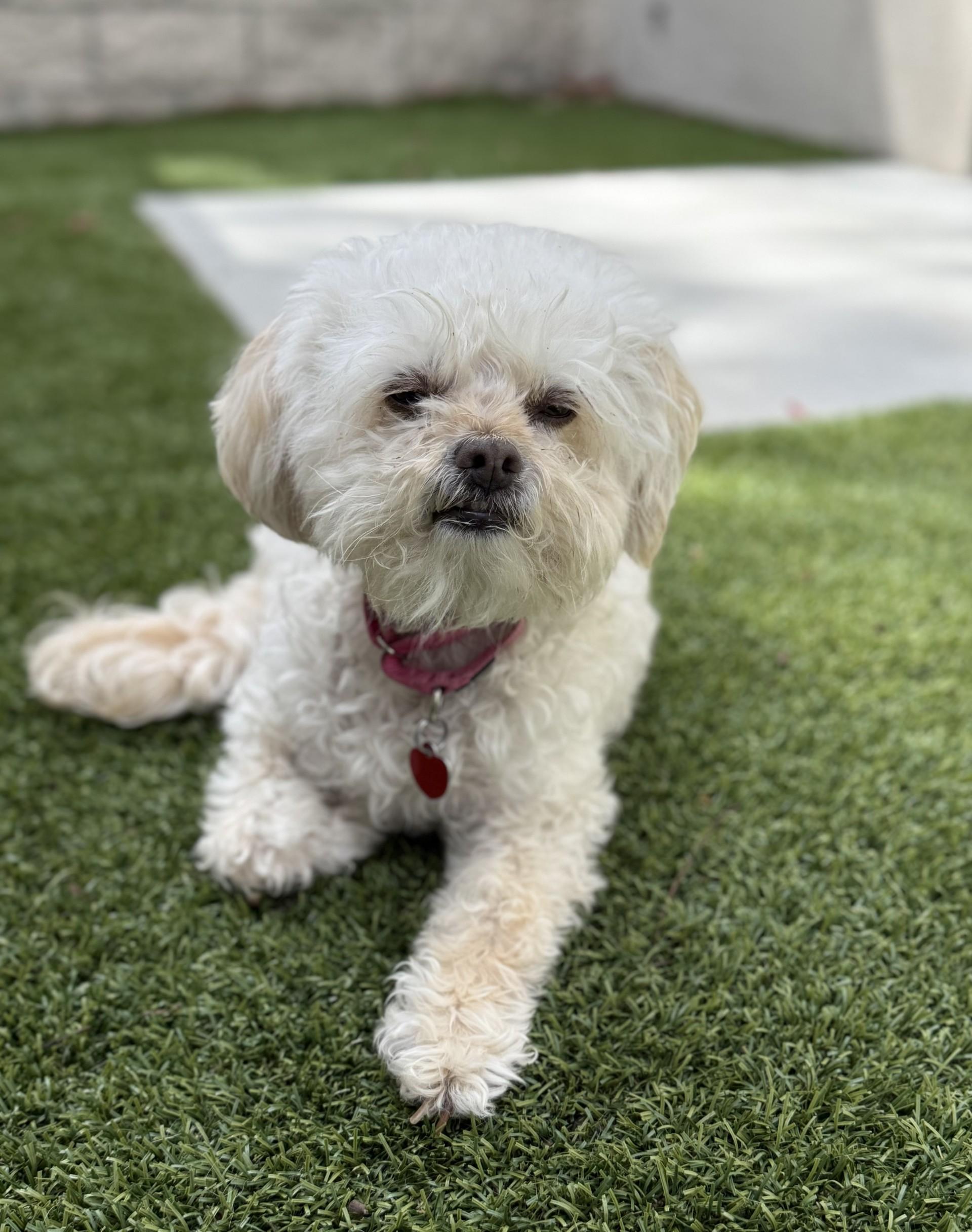 Bayla, a Adoptable mixed breed in Los Alamitos, CA image 5/6