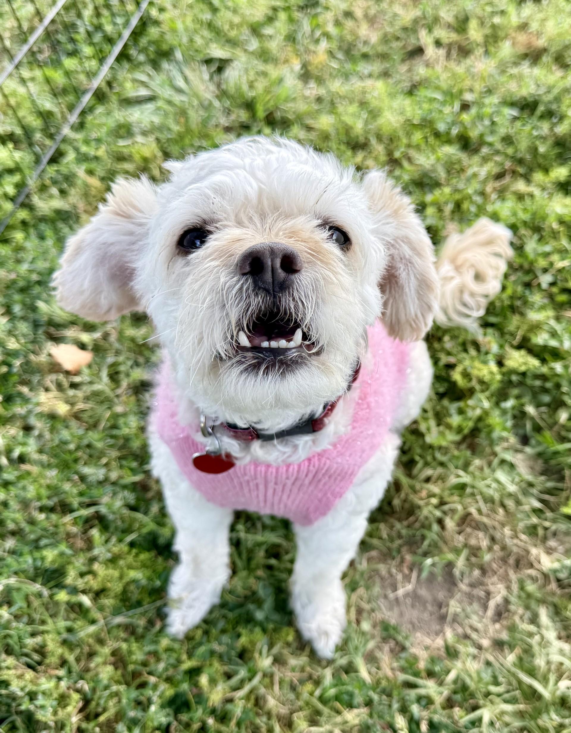Bayla, Adoptable, Senior Female Miniature Poodle & Poodle (Toy).