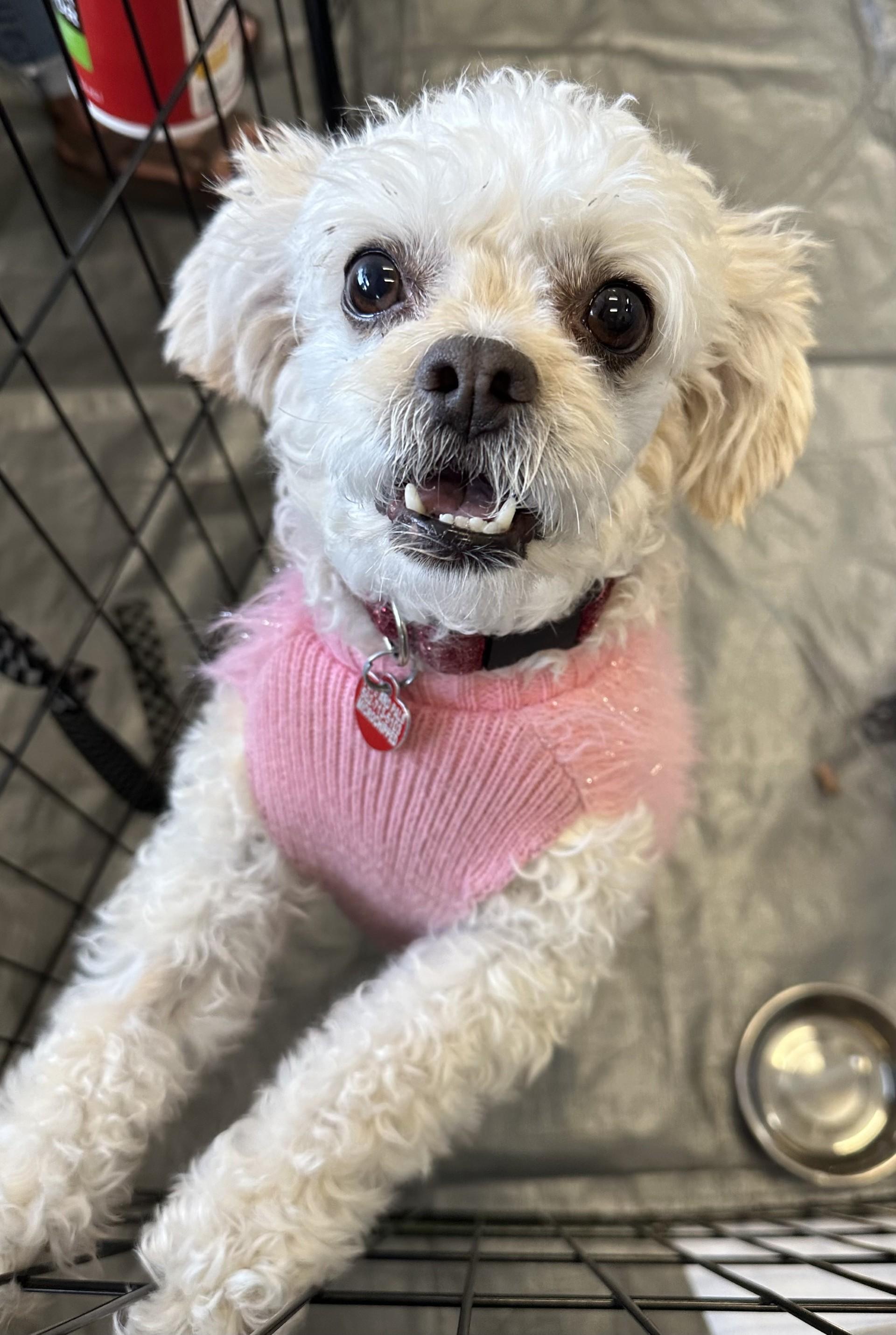 Bayla, a Adoptable mixed breed in Los Alamitos, CA image 1/6