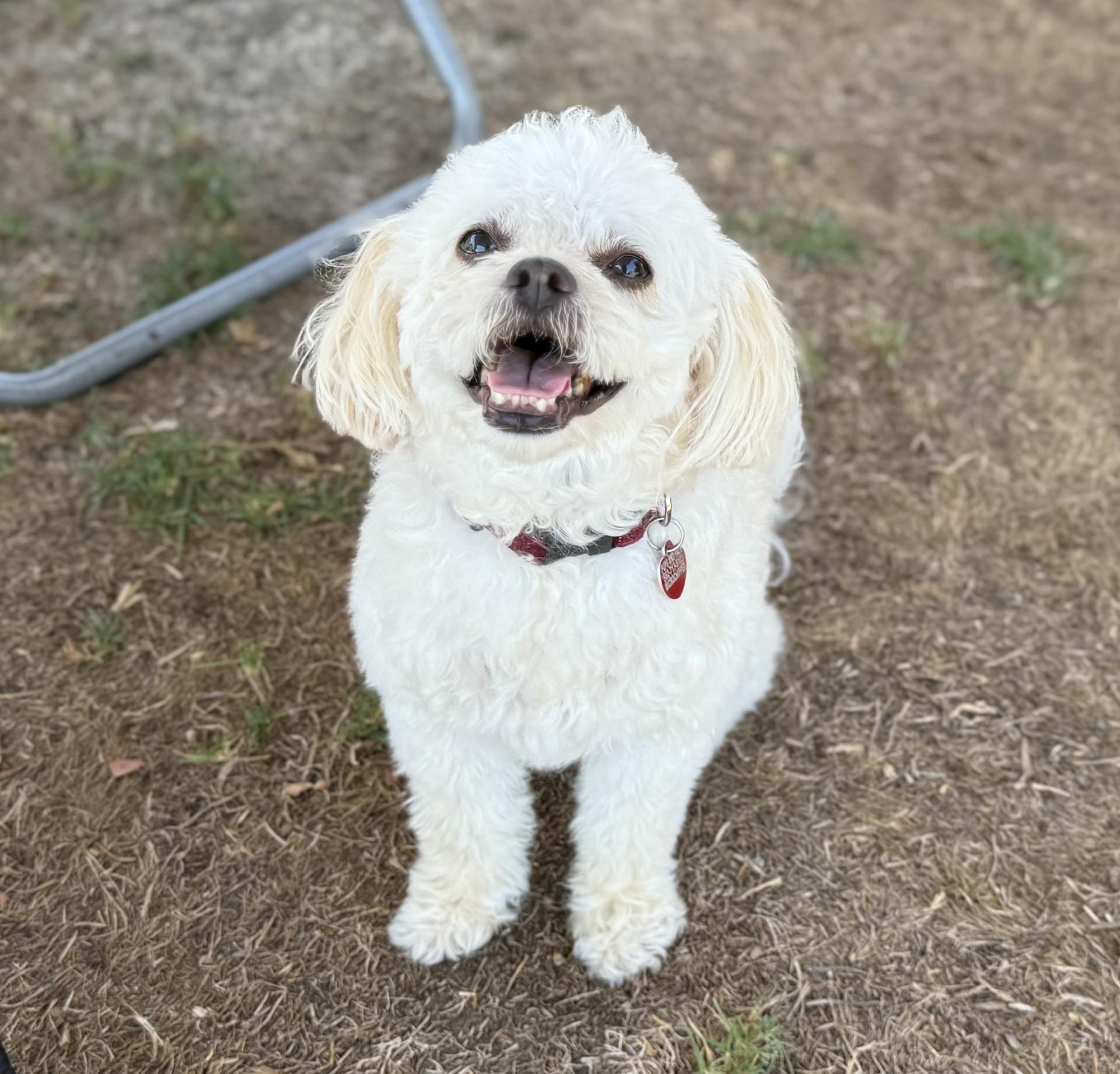 Bayla, a Adoptable mixed breed in Los Alamitos, CA image 2/6