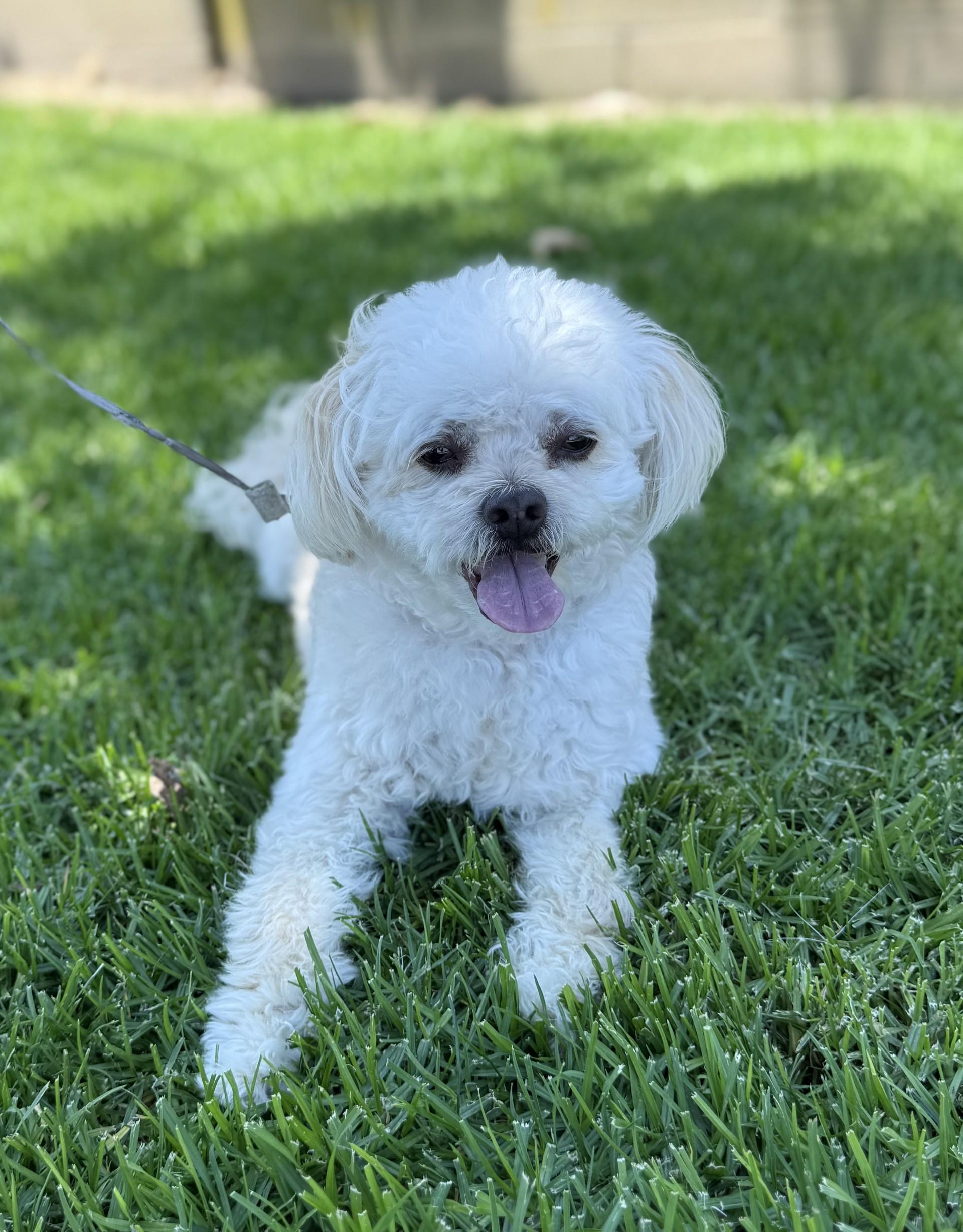 Bayla