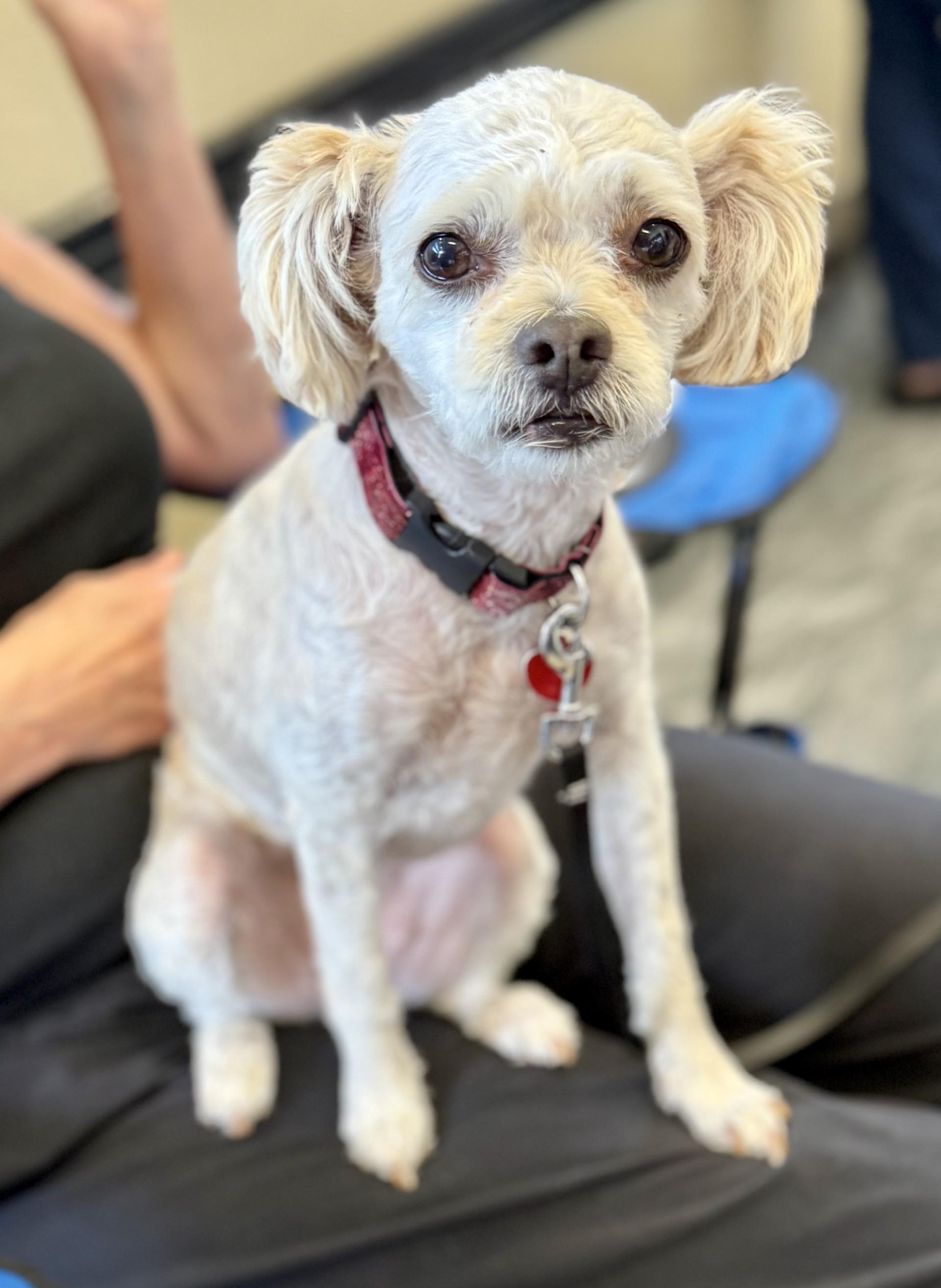 Bayla, a Adoptable mixed breed in Los Alamitos, CA image 6/6