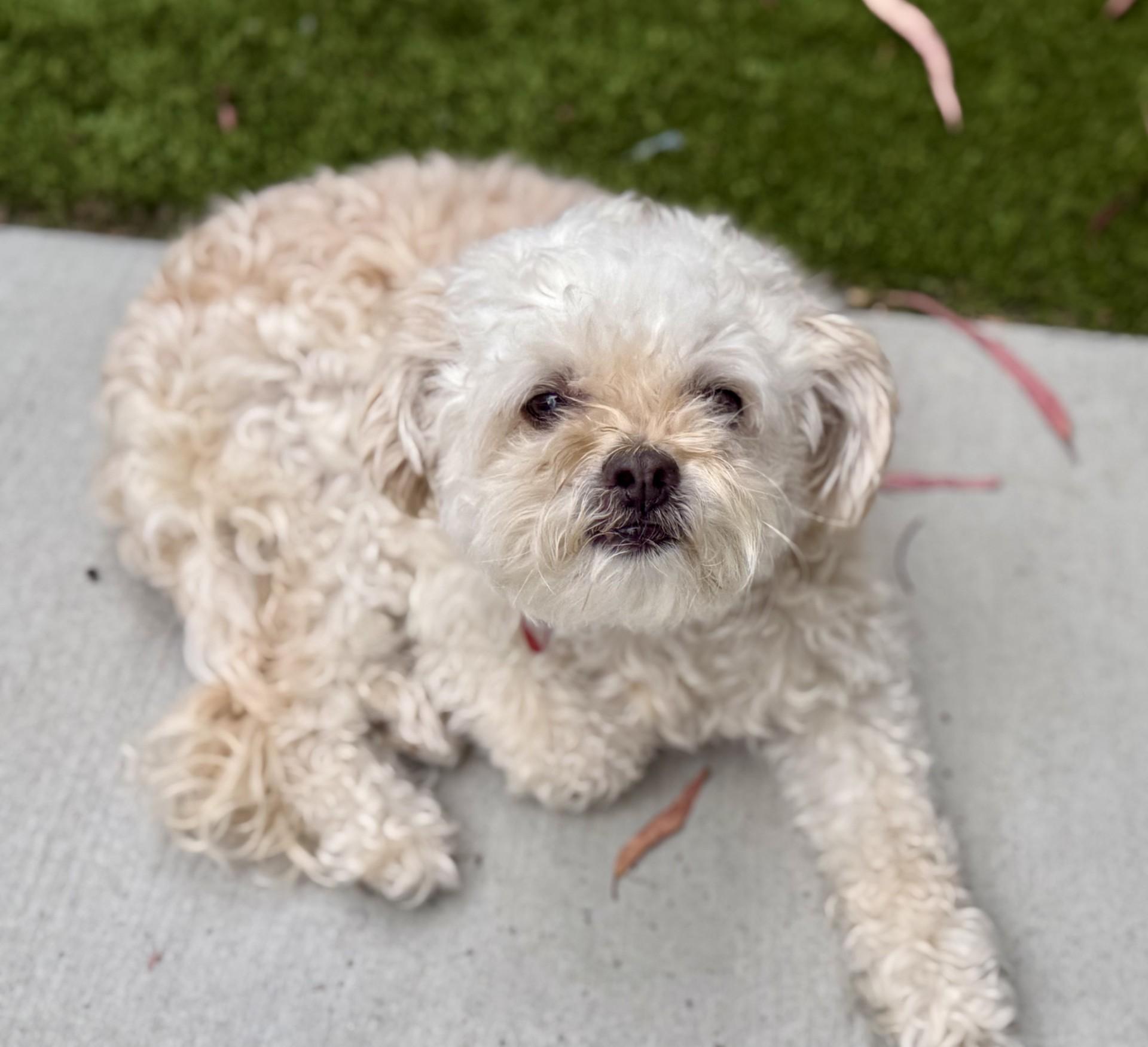 Bayla, Adoptable, Senior Female Miniature Poodle & Poodle (Toy).